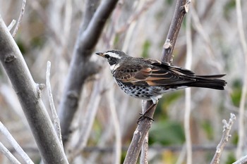 Dusky Thrush 伊豆諸島北部 Sun, 1/31/2021