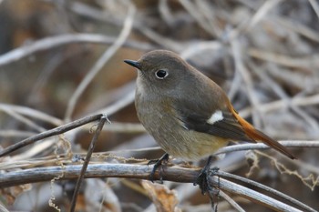 ジョウビタキ 野川 2021年1月31日(日)