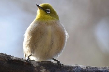 メジロ 神戸市立森林植物園 2021年1月31日(日)