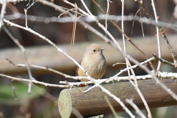 ジョウビタキ 神戸市立森林植物園 2021年1月31日(日)