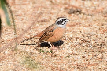 2021年1月31日(日) 神戸市立森林植物園の野鳥観察記録