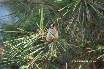 エナガ 八柱霊園 2016年12月17日(土)