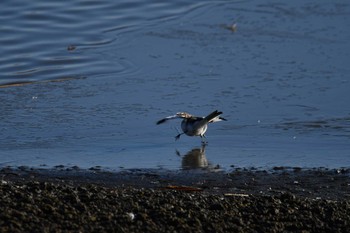 White Wagtail Isanuma Sun, 1/31/2021