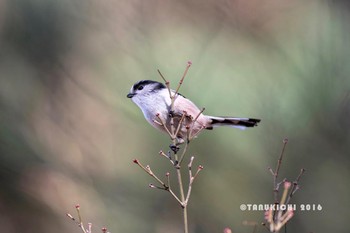 エナガ 八柱霊園 2016年12月17日(土)