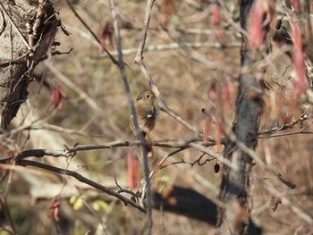 未同定 筑波実験植物園 2021年1月31日(日)