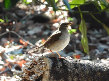 Sun, 1/31/2021 Birding report at 筑波実験植物園