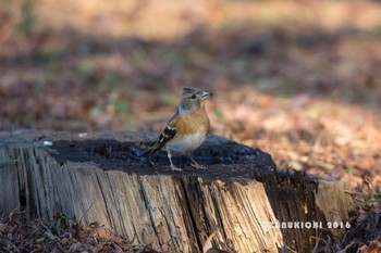 Brambling 八柱霊園 Sat, 12/17/2016