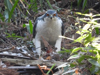 Sun, 1/31/2021 Birding report at Yatoyama Park