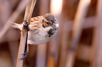 2021年1月30日(土) 谷津干潟の野鳥観察記録