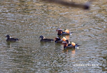 2016年12月17日(土) DIC川村記念美術館庭園の野鳥観察記録