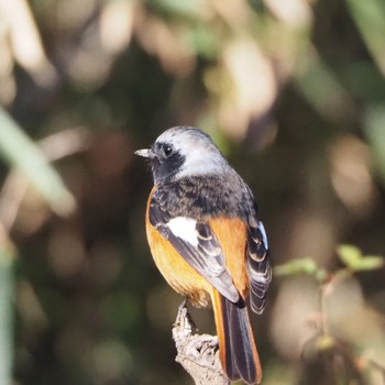 Sun, 1/31/2021 Birding report at 秋ヶ瀬公園付近