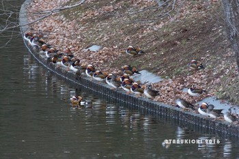 Mandarin Duck DIC川村記念美術館庭園 Sat, 12/17/2016