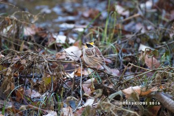 Yellow-throated Bunting 多摩森林科学園 Sun, 12/18/2016