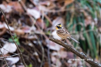 Yellow-throated Bunting 多摩森林科学園 Sun, 12/18/2016