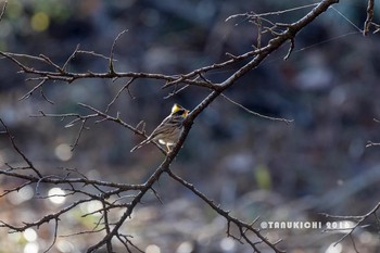 Yellow-throated Bunting 多摩森林科学園 Sun, 12/18/2016