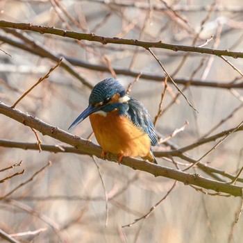 Common Kingfisher Hattori Ryokuchi Park Sun, 1/31/2021