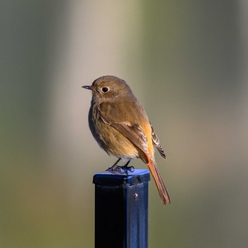 Daurian Redstart Hattori Ryokuchi Park Sun, 1/31/2021