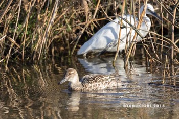 Garganey Nogawa Fri, 12/9/2016