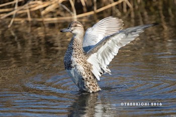 Garganey Nogawa Fri, 12/9/2016