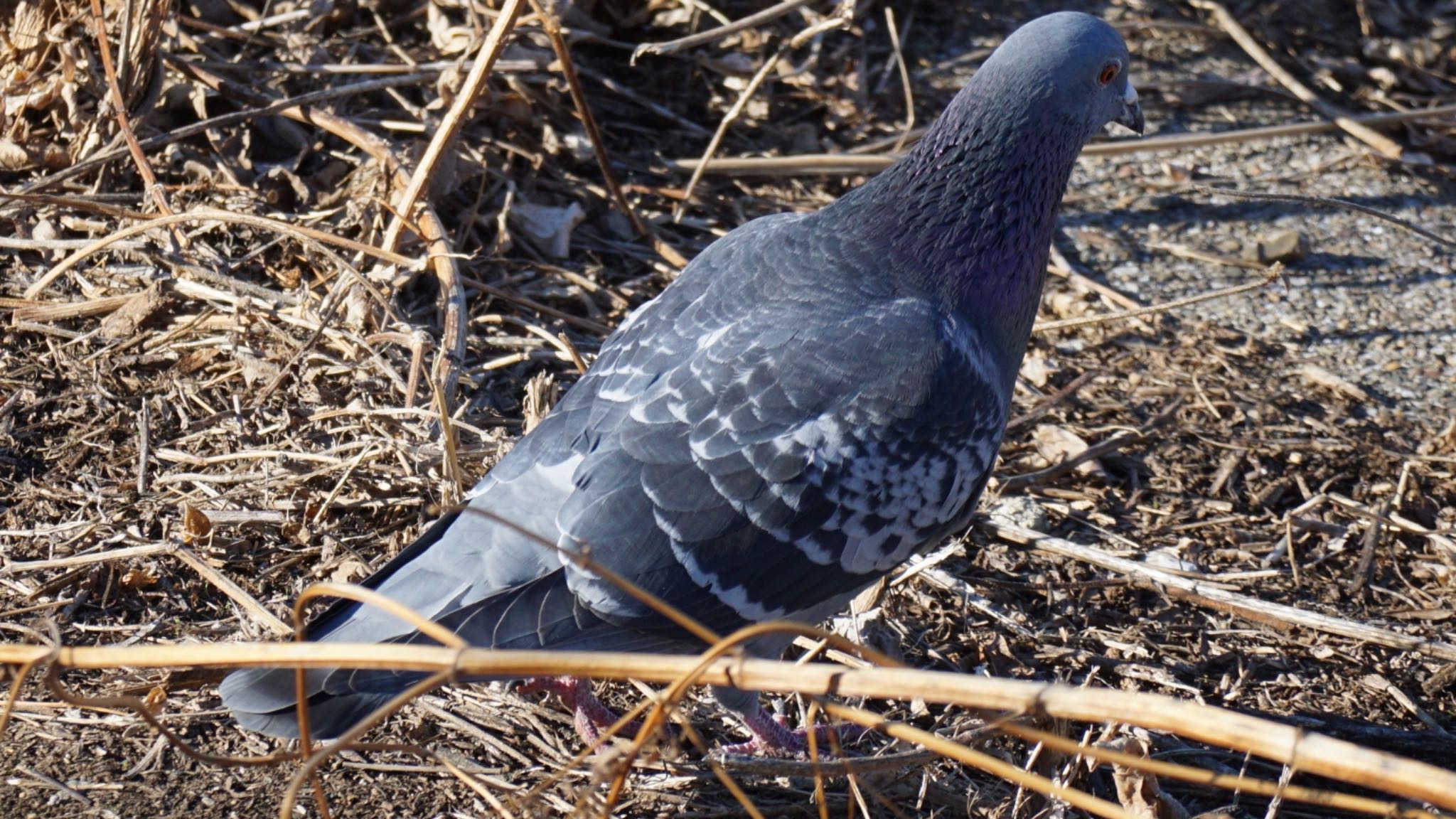 Rock Dove