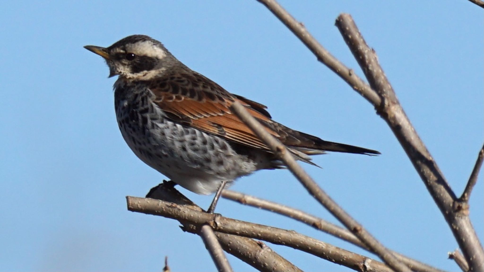 Dusky Thrush