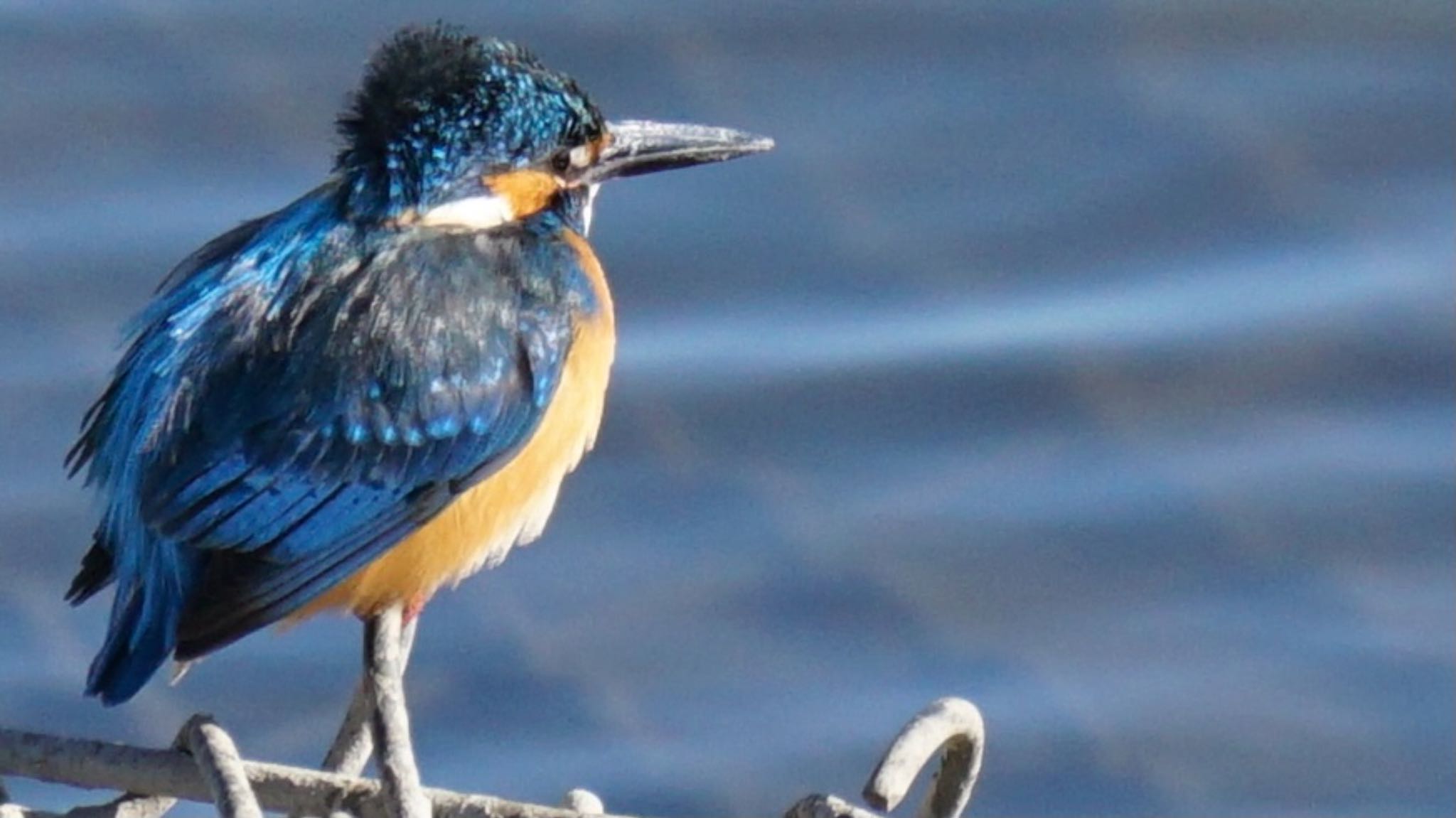 Photo of Common Kingfisher at 芝川第一調節池(芝川貯水池) by ツピ太郎