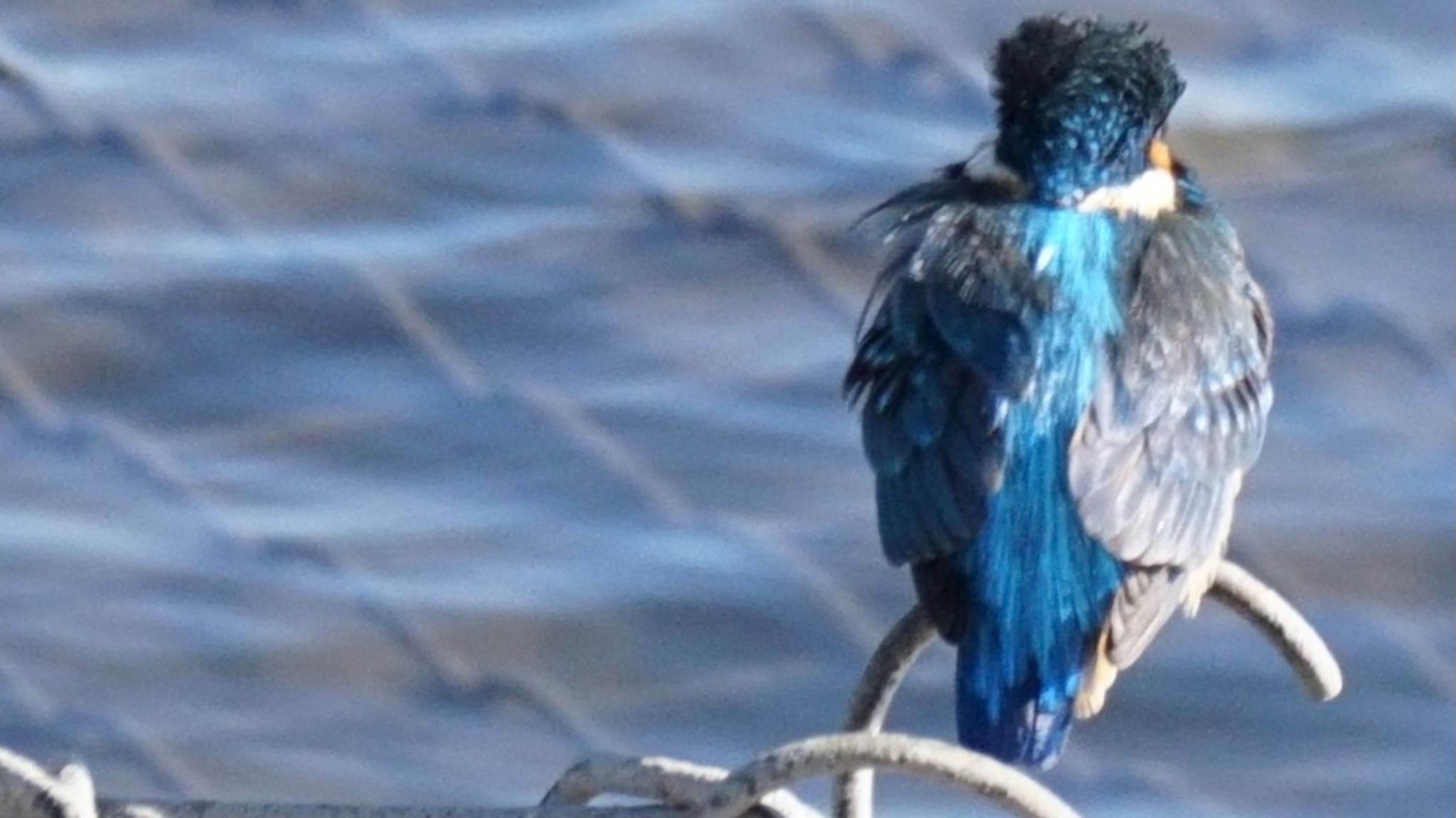 Photo of Common Kingfisher at 芝川第一調節池(芝川貯水池) by ツピ太郎