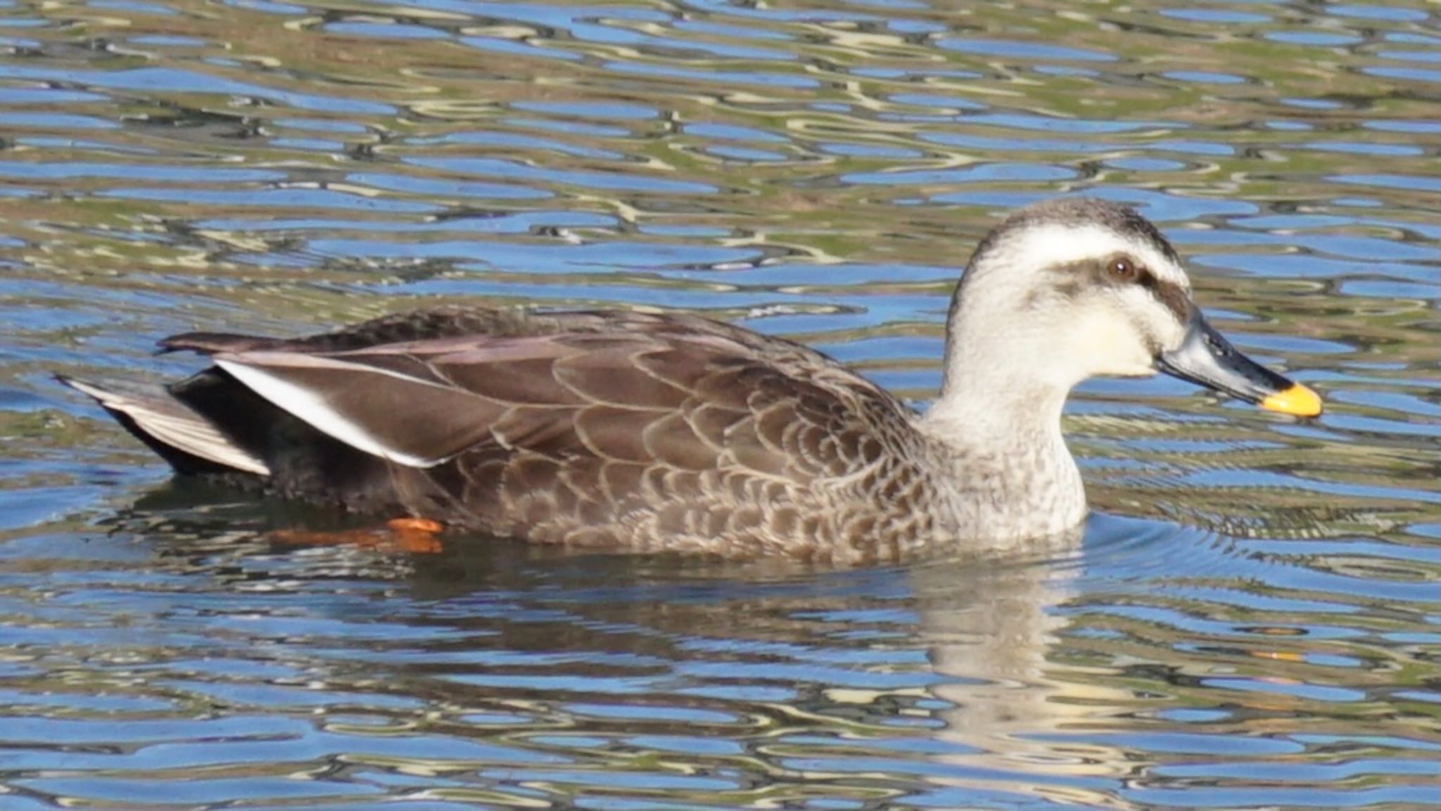 Photo of Eastern Spot-billed Duck at 芝川第一調節池(芝川貯水池) by ツピ太郎