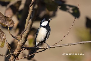 2016年12月9日(金) 野川の野鳥観察記録