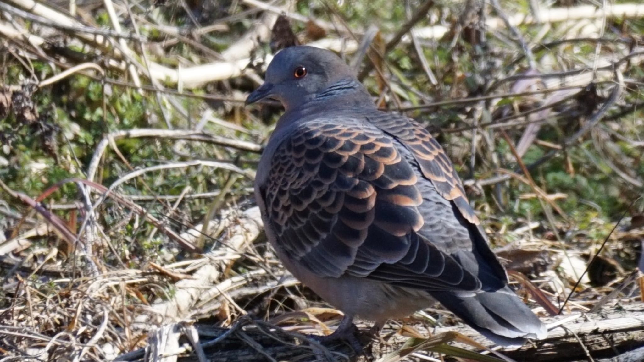 Oriental Turtle Dove