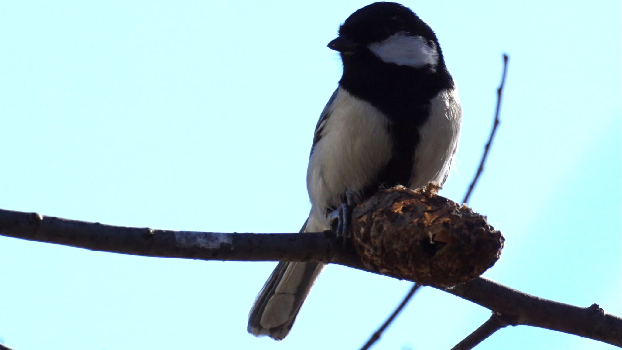 Photo of Japanese Tit at 芝川第一調節池(芝川貯水池) by ツピ太郎