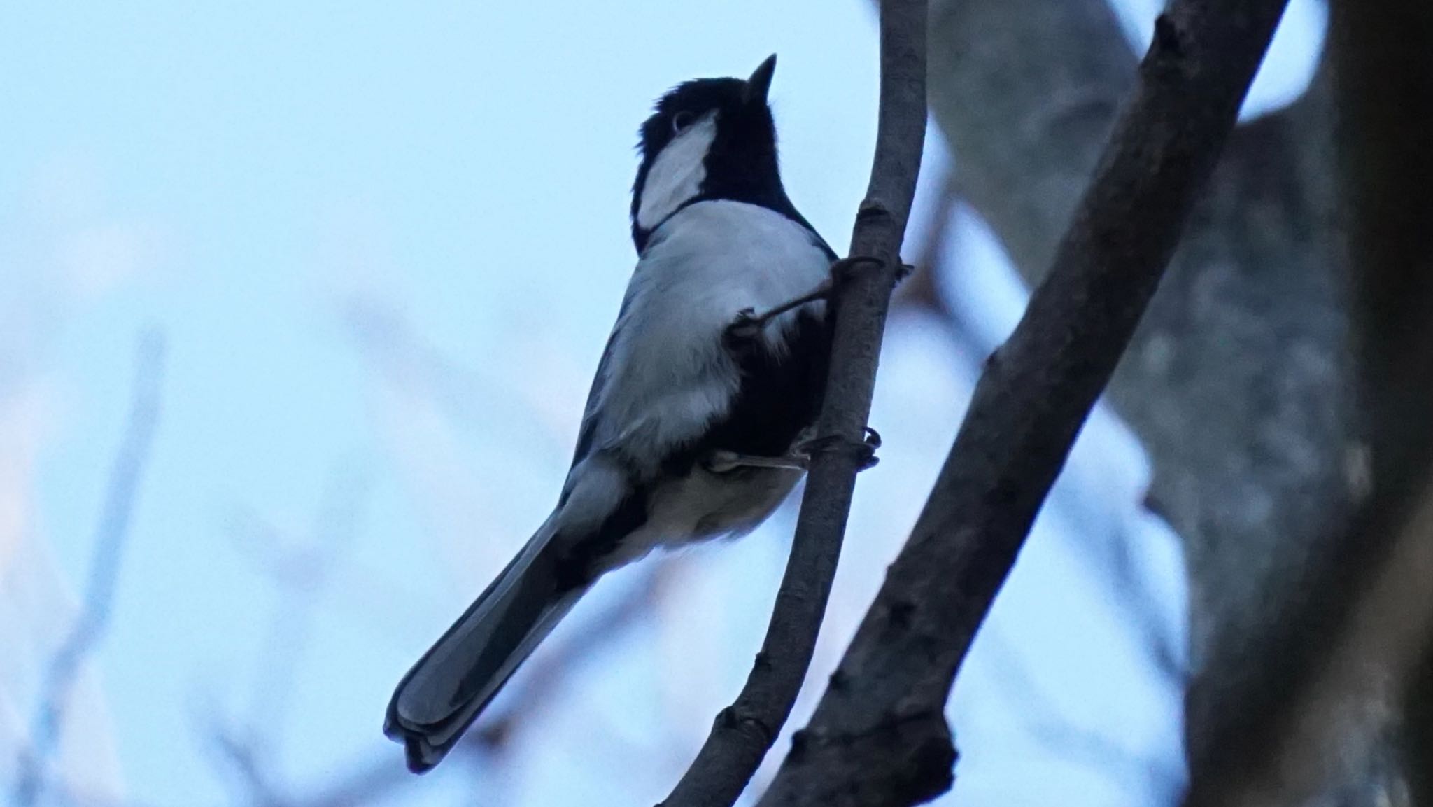 Japanese Tit