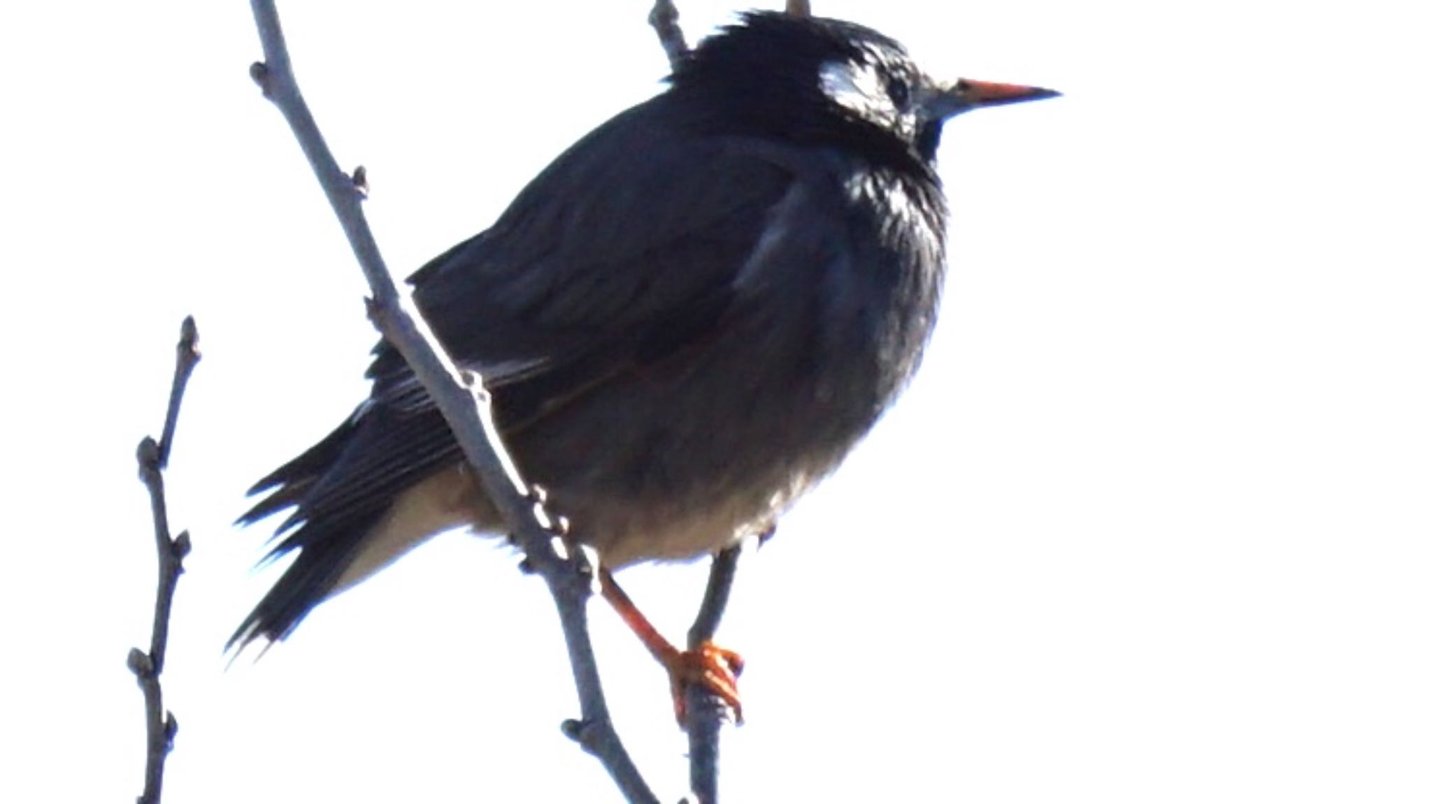 White-cheeked Starling