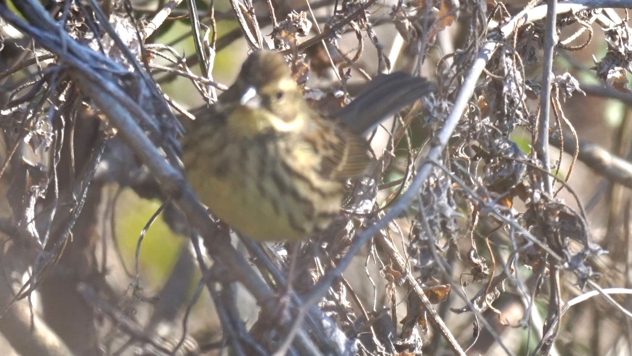 Masked Bunting