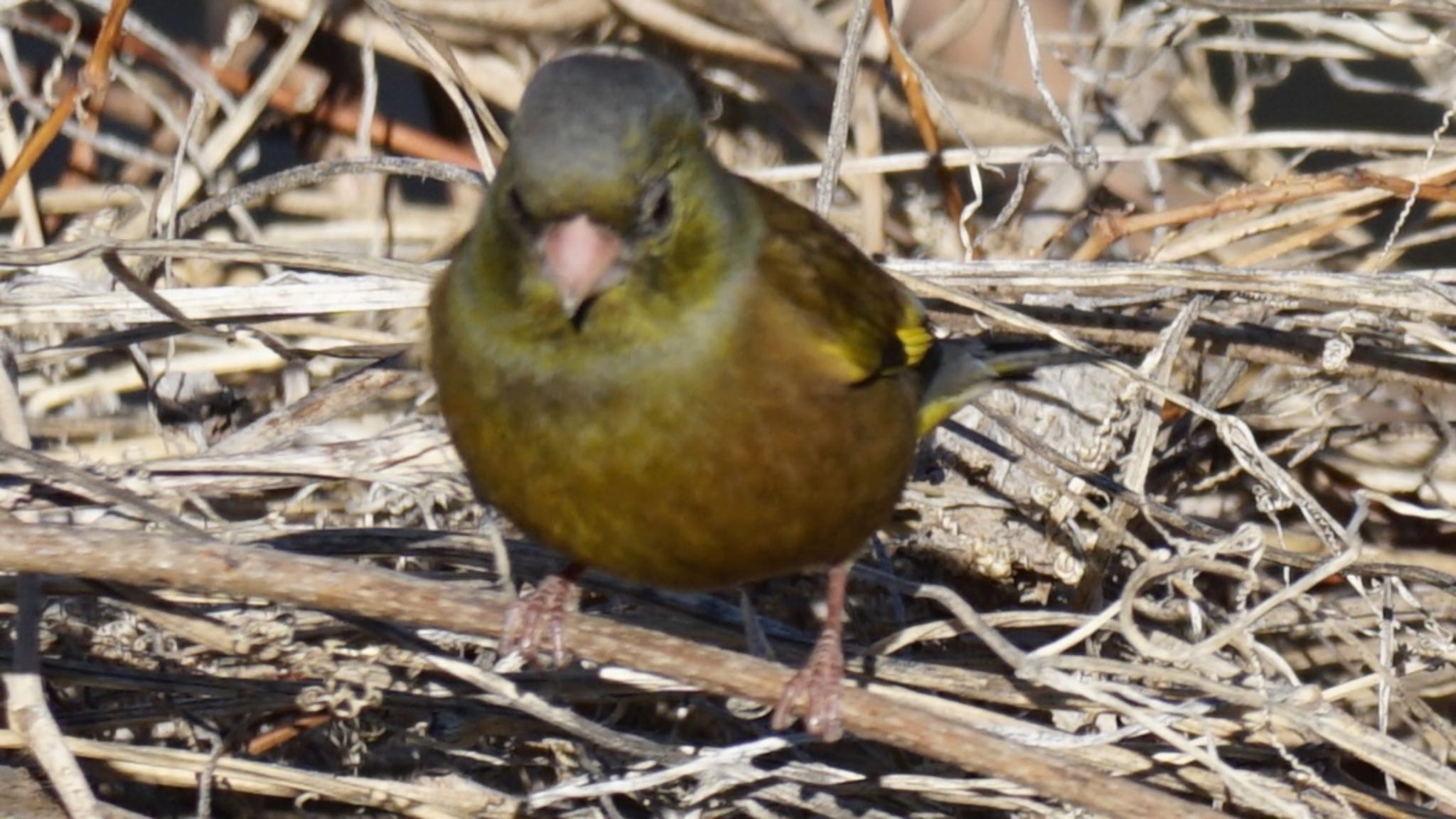 Grey-capped Greenfinch