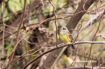 Masked Bunting Nogawa Wed, 11/30/2016