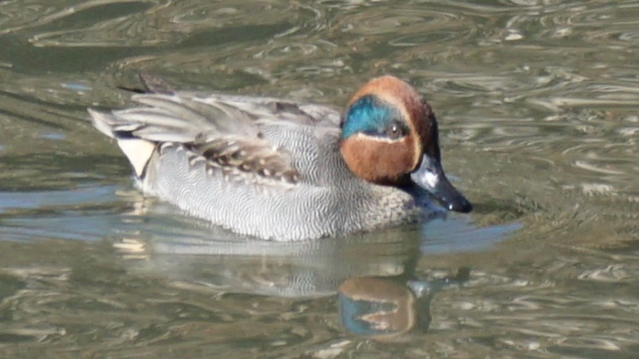 Photo of Eurasian Teal at 芝川第一調節池(芝川貯水池) by ツピ太郎