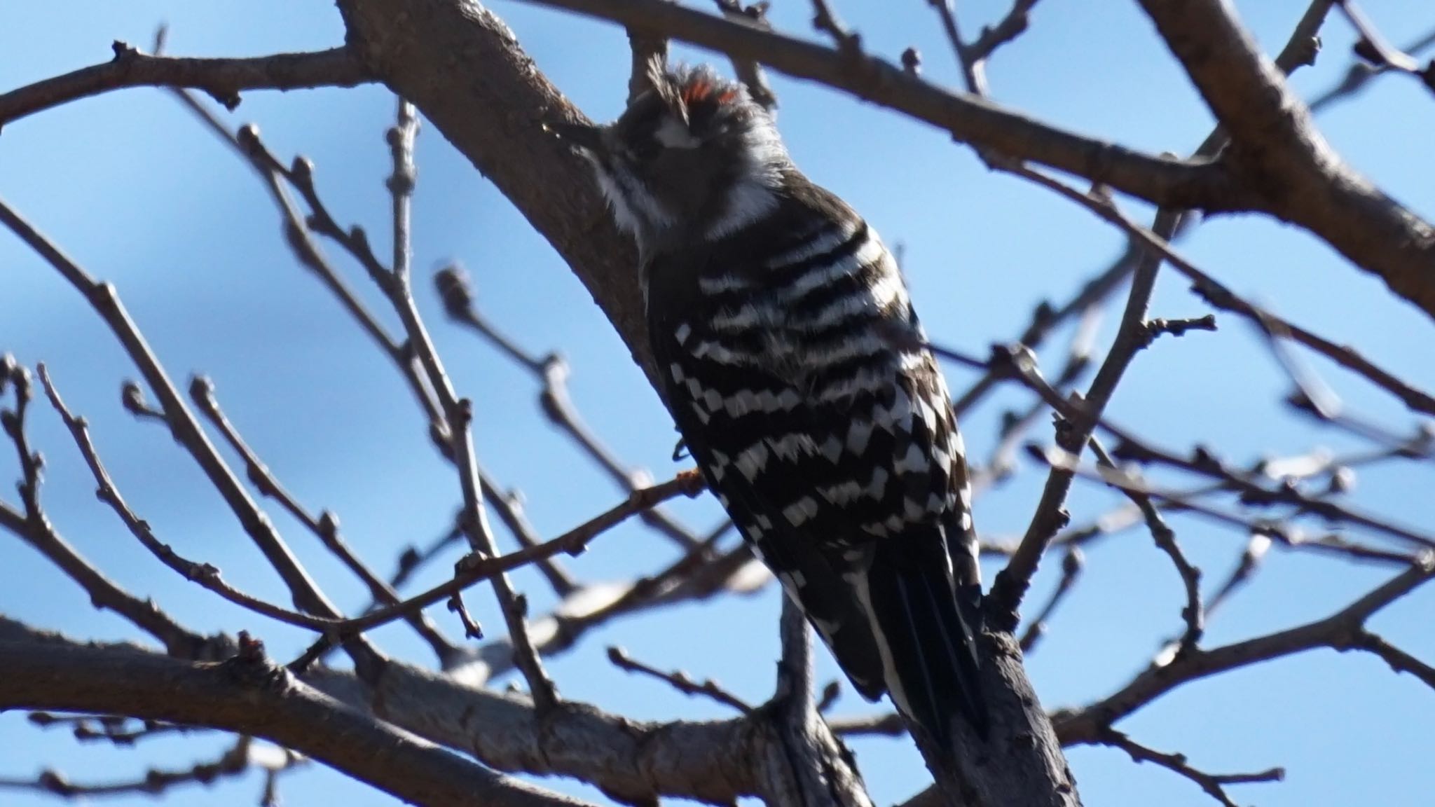 Japanese Pygmy Woodpecker