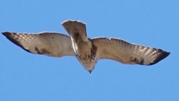 Sat, 1/30/2021 Birding report at 芝川第一調節池(芝川貯水池)