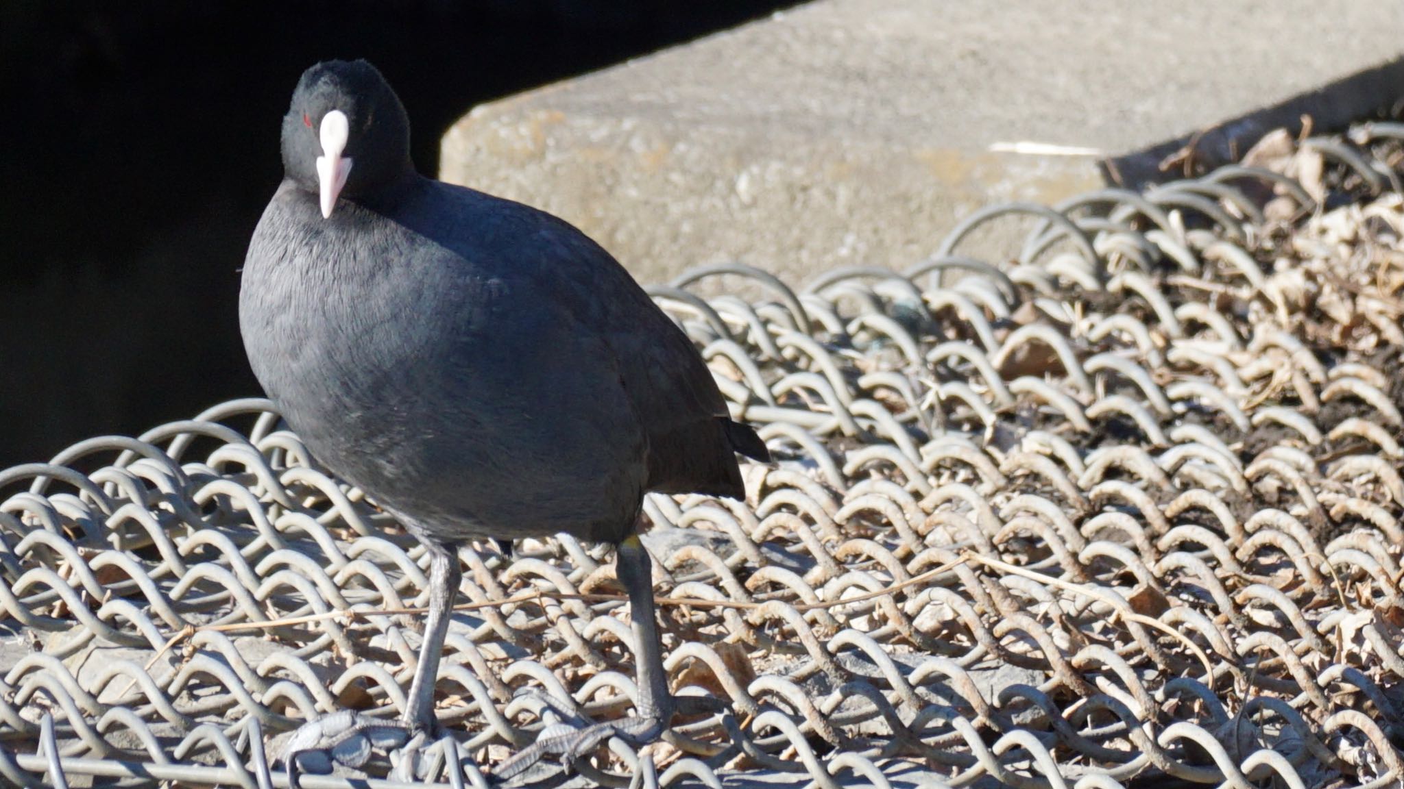 Eurasian Coot