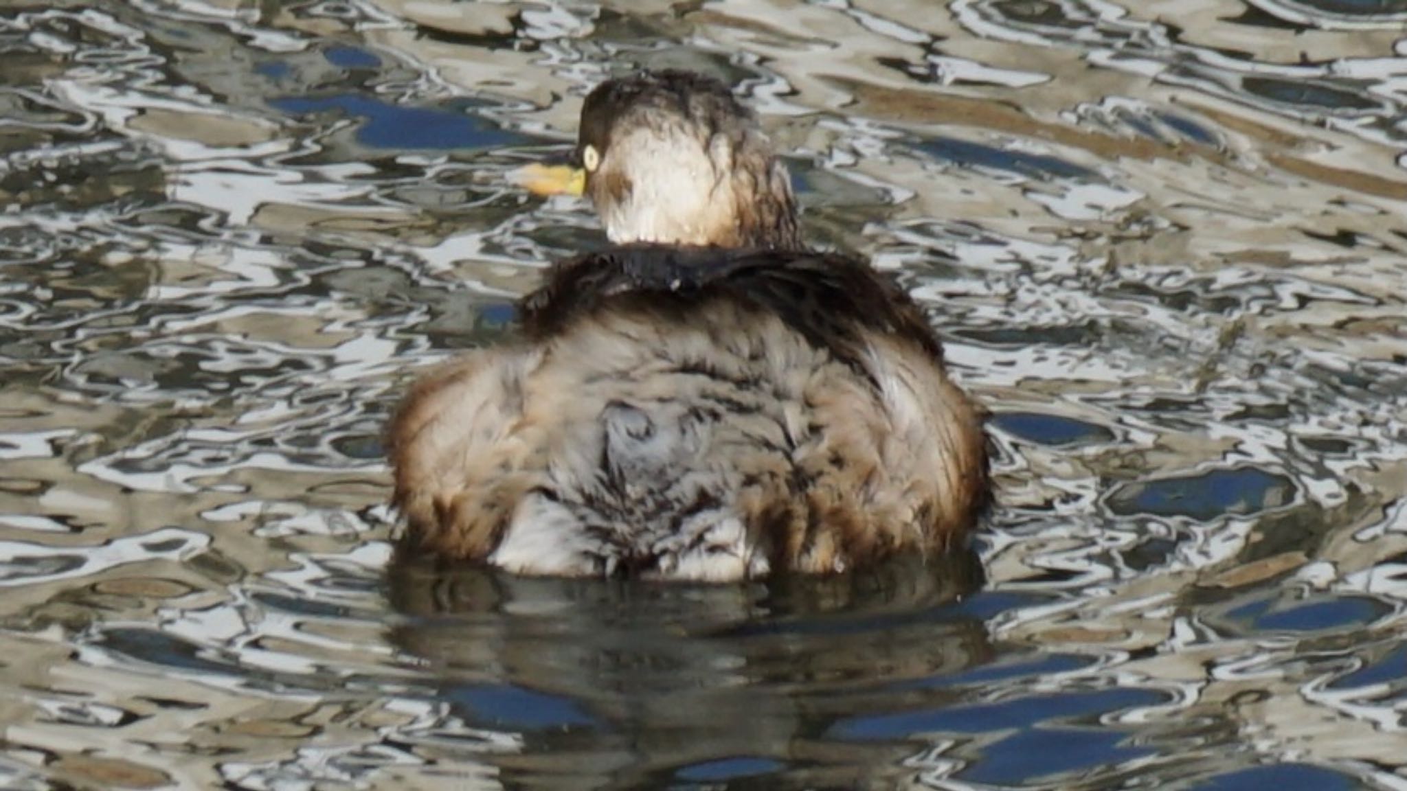 Little Grebe