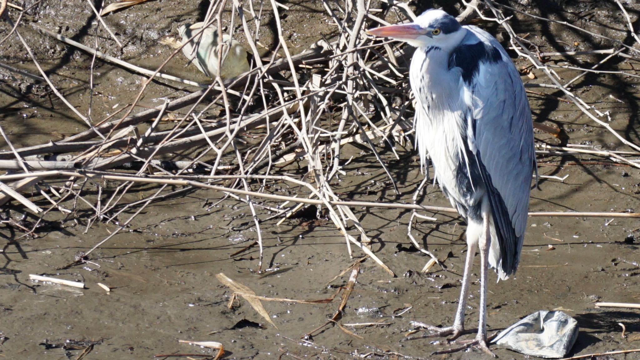 Photo of Grey Heron at 芝川第一調節池(芝川貯水池) by ツピ太郎