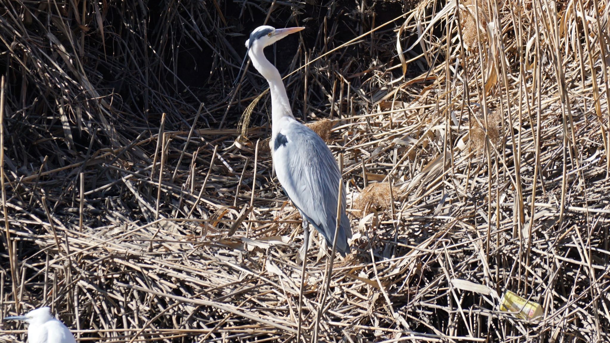 Photo of Grey Heron at 芝川第一調節池(芝川貯水池) by ツピ太郎