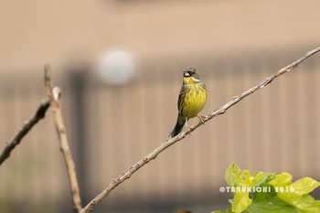 アオジ 野川 2016年11月30日(水)