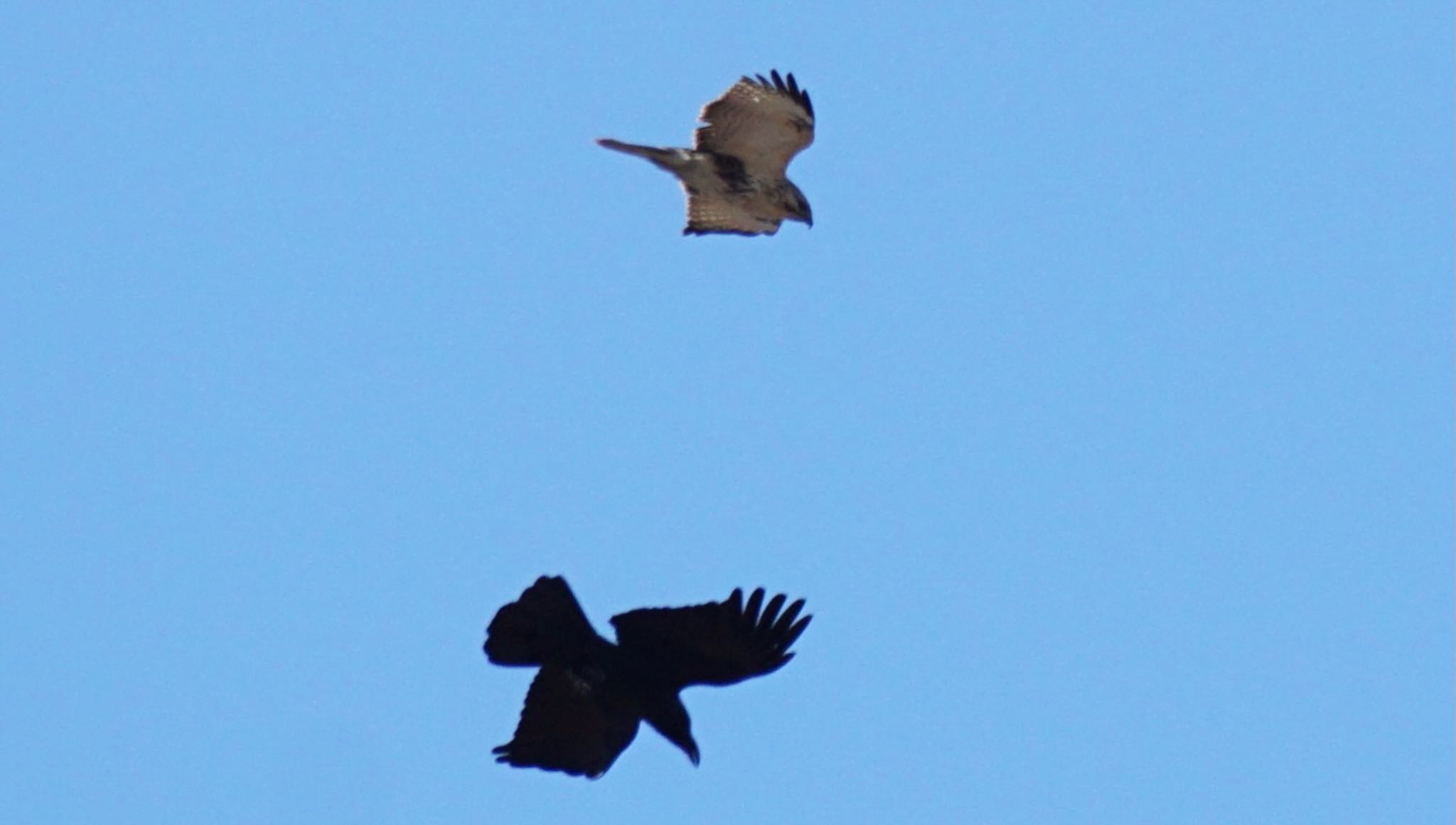 Photo of Carrion Crow at 芝川第一調節池(芝川貯水池) by ツピ太郎