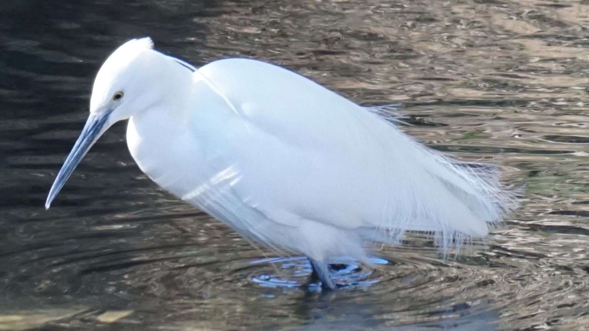 Little Egret