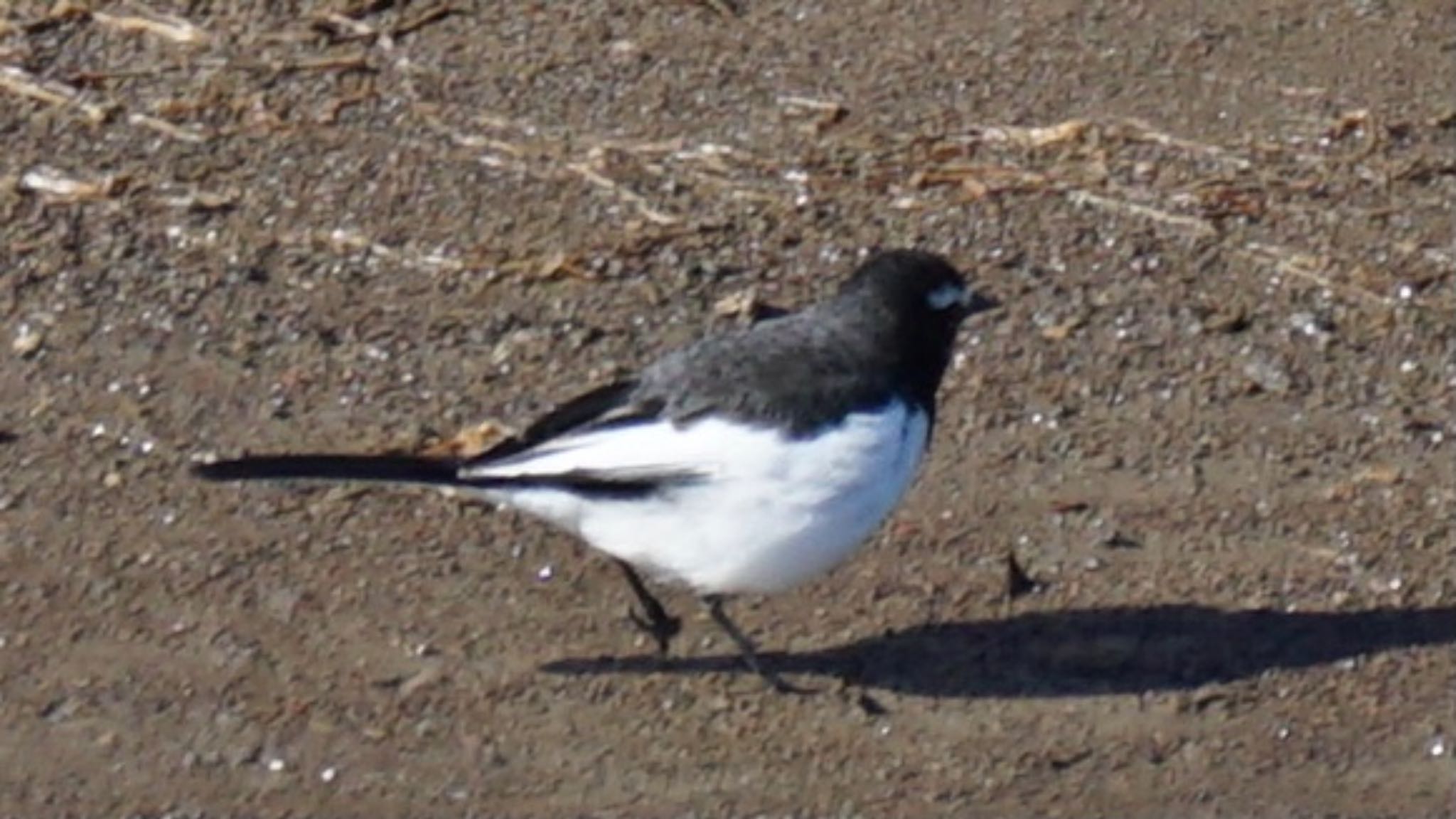 Japanese Wagtail