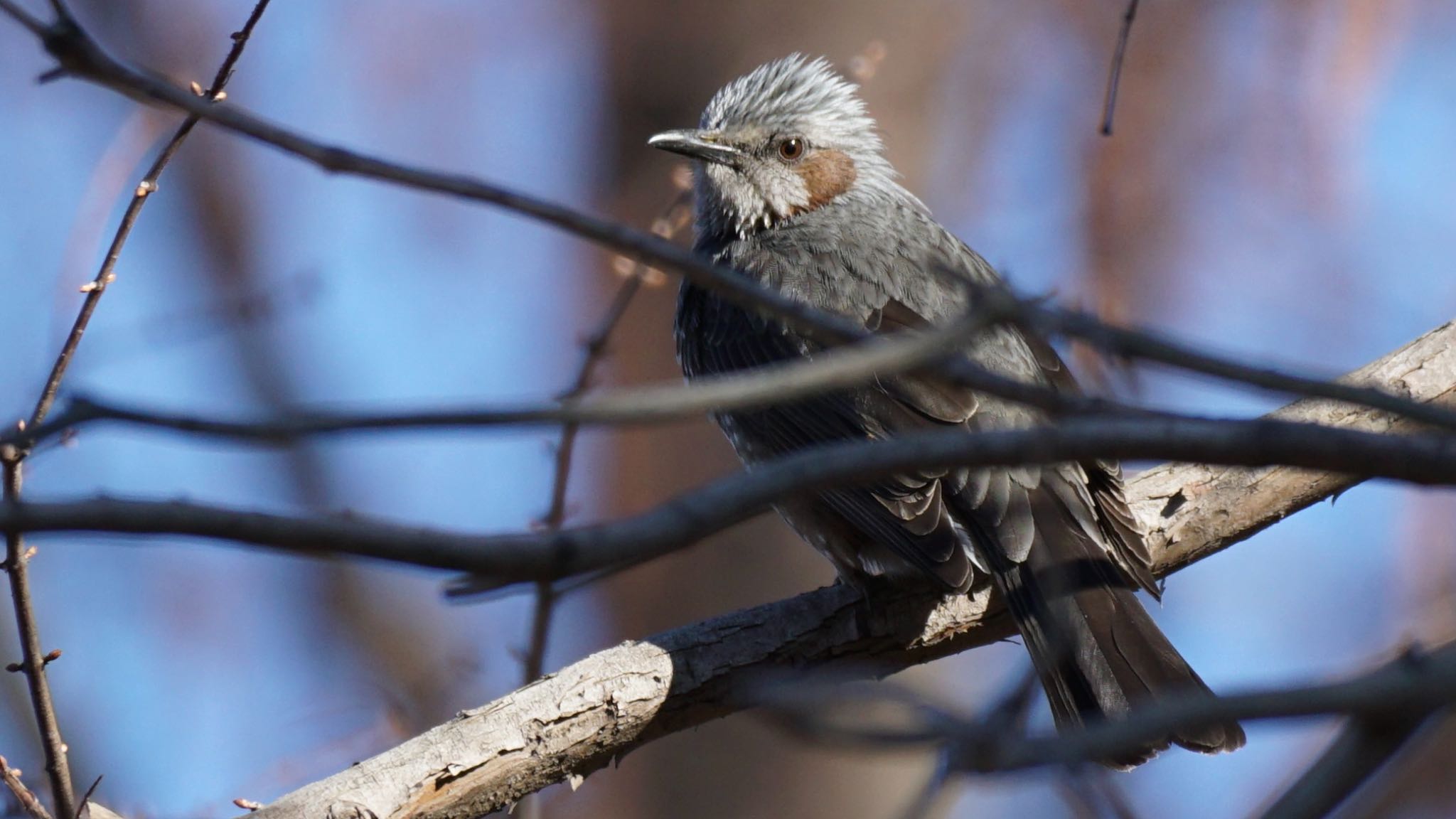 Brown-eared Bulbul