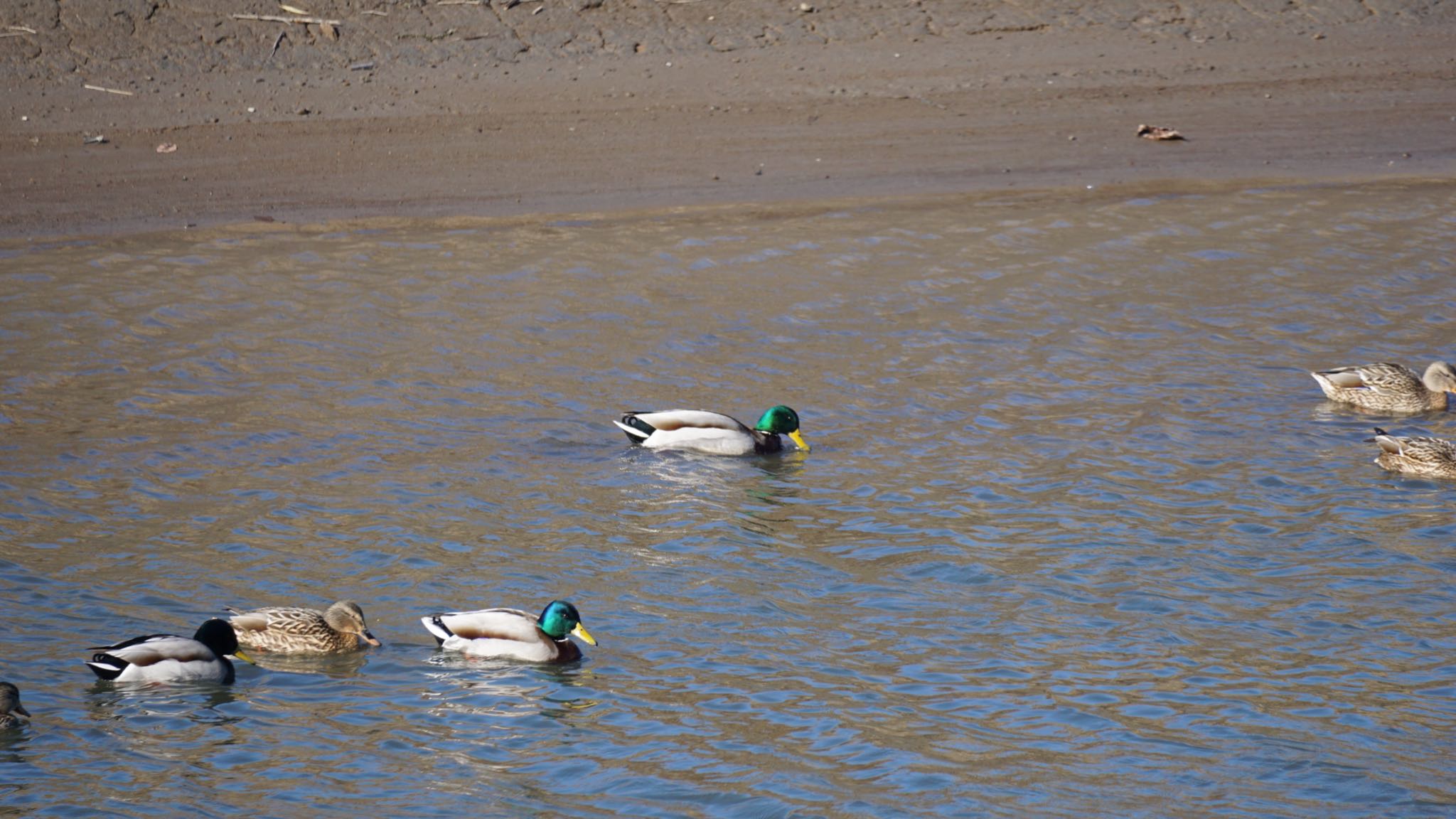 Photo of Mallard at 芝川第一調節池(芝川貯水池) by ツピ太郎