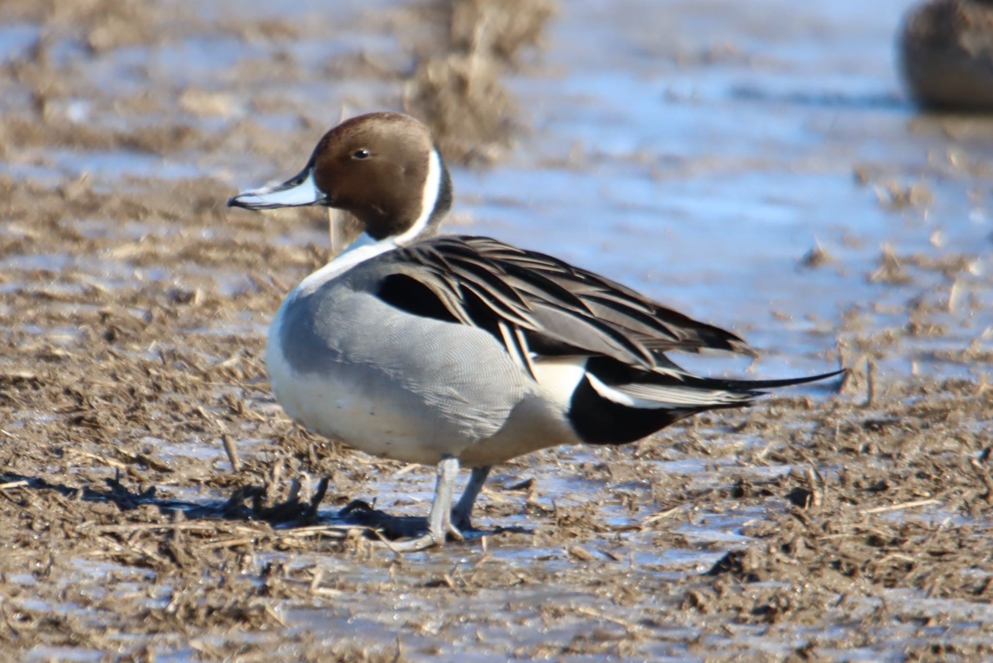 Photo of Northern Pintail at 本埜村白鳥の郷 by ぽぽぽ